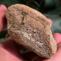 Dinosaur Bone Fragment J