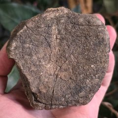 Dinosaur Tail Vertebrae J (Ex-Museum)