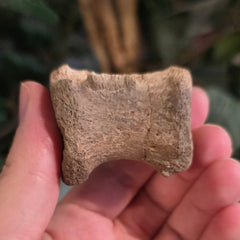 Edmontosaurus Dinosaur Caudal Vertebrae A