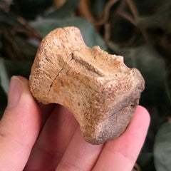 Edmontosaurus Dinosaur Caudal Vertebrae A