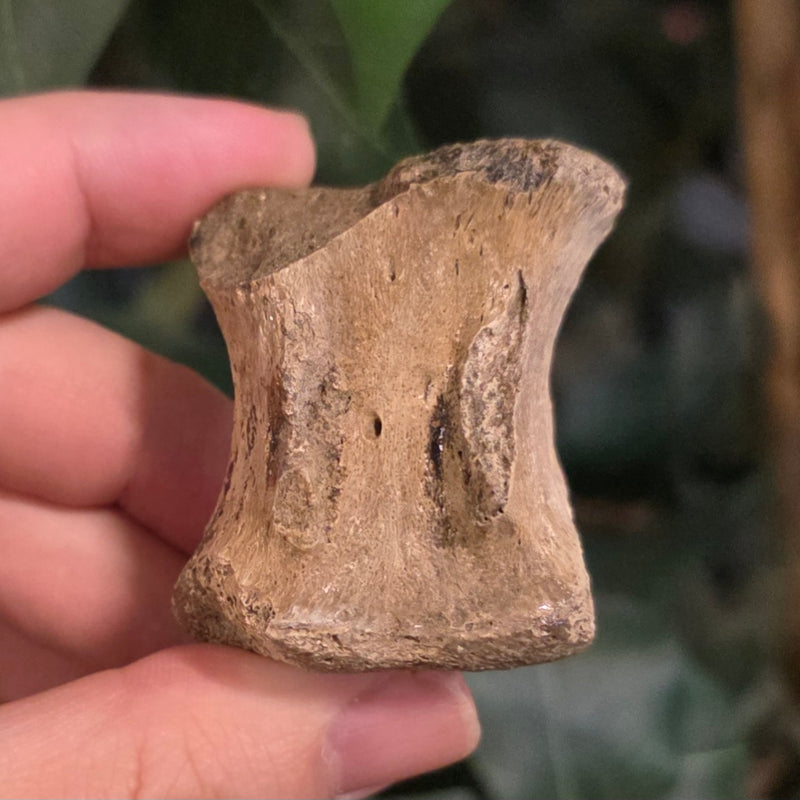 Edmontosaurus Dinosaur Caudal Vertebrae B