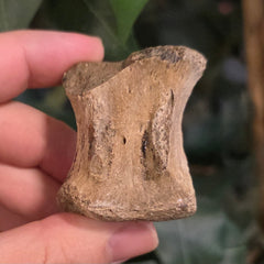 Edmontosaurus Dinosaur Caudal Vertebrae B