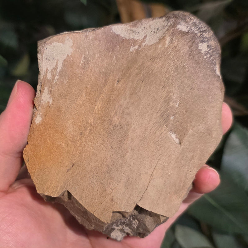 Dinosaur Bone Fragment K