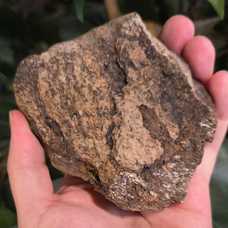 Dinosaur Bone Fragment K
