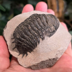Reedops Trilobite Fossil, H