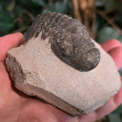 Reedops Trilobite Fossil, H