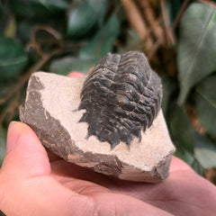 Reedops Trilobite Fossil, H