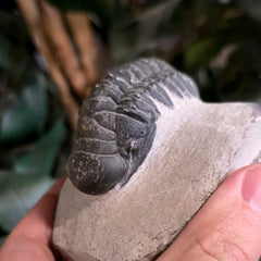 Reedops Trilobite Fossil, H
