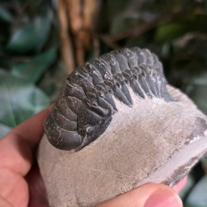 Reedops Trilobite Fossil, H