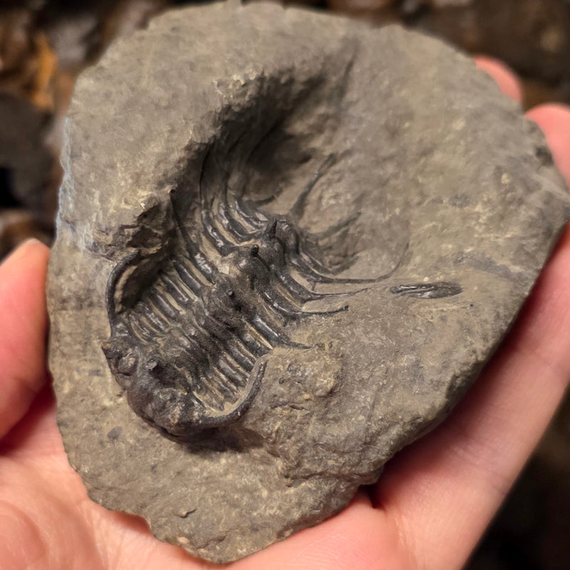 Koneprusia Trilobite Fossil, E