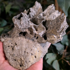 Fossilized Barnacles & Oyster, Florida F
