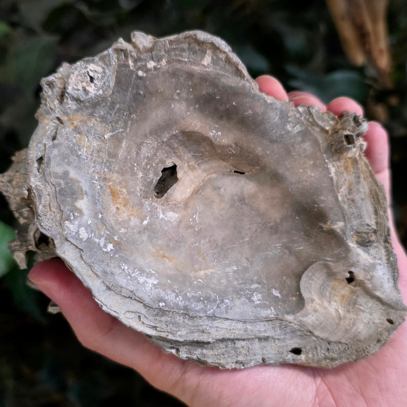 Fossilized Barnacles & Oyster, Florida F