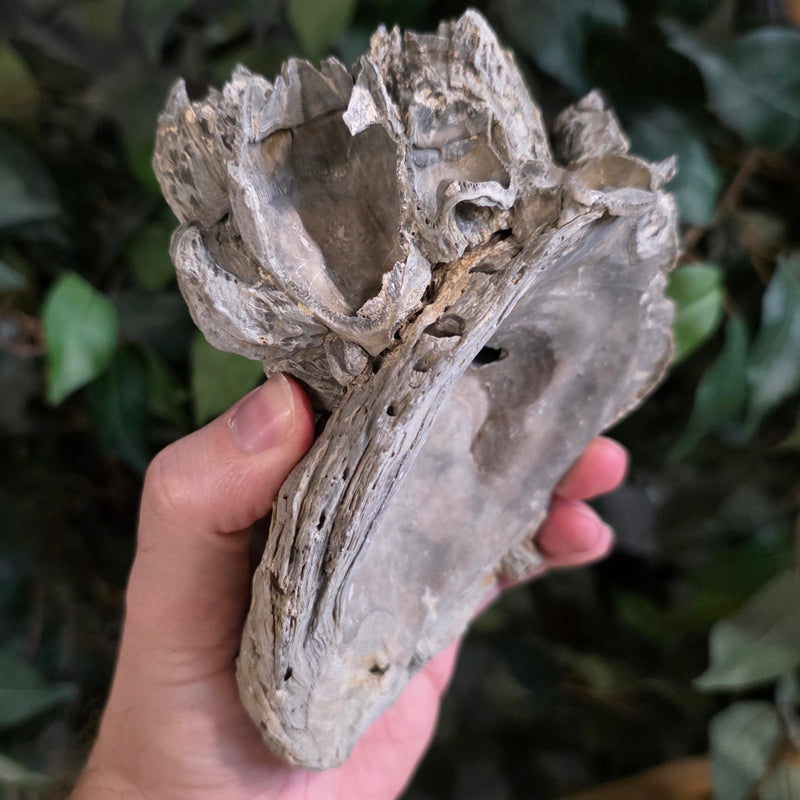 Fossilized Barnacles & Oyster, Florida F