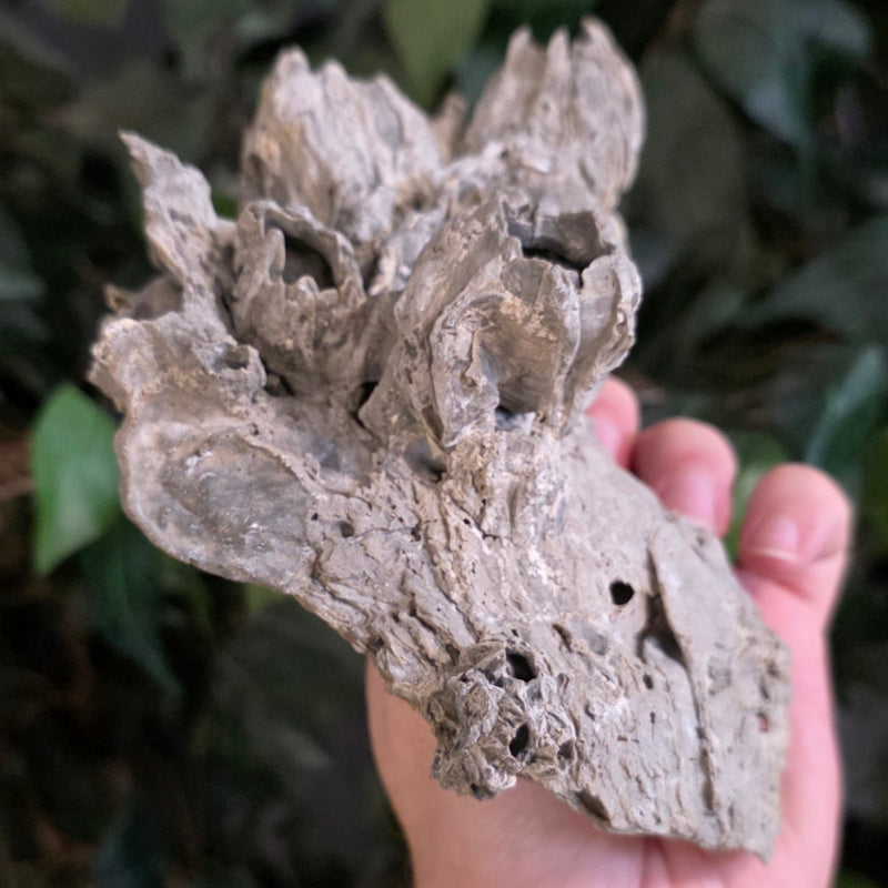 Fossilized Barnacles & Oyster, Florida F