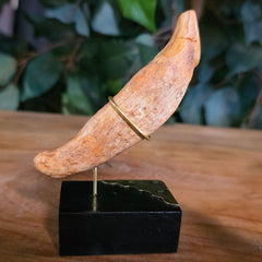 Cavebear Canine Tooth (On Stand) G