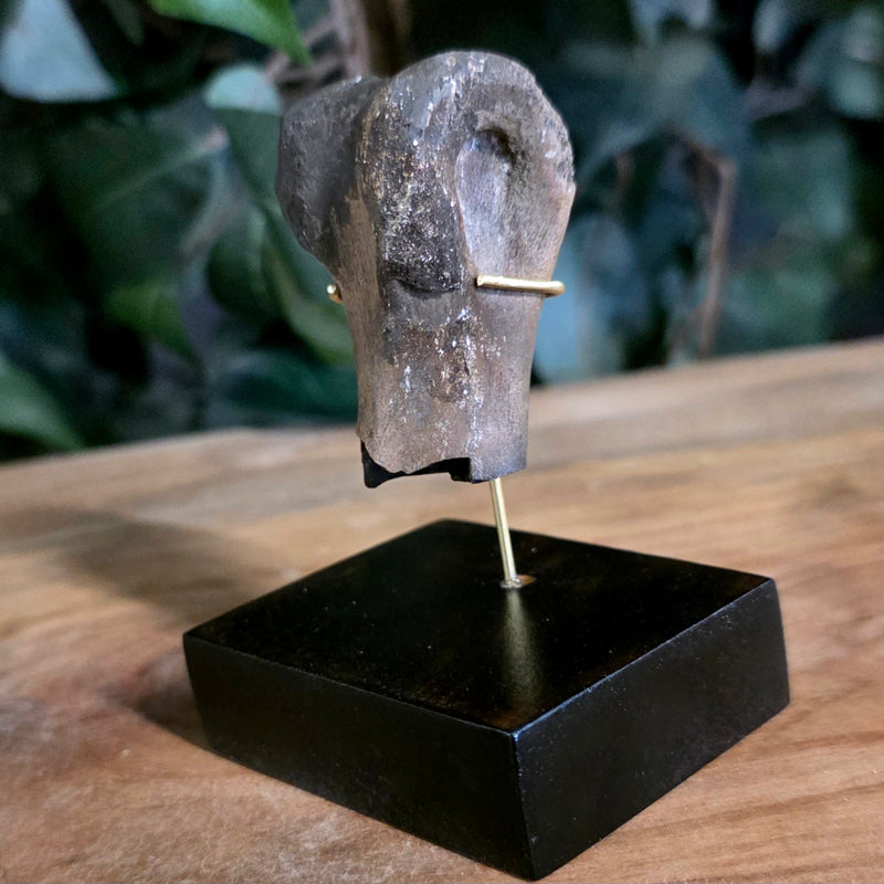 Allosaurus Dinosaur Finger Bone A
