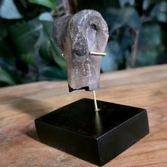 Allosaurus Dinosaur Finger Bone A