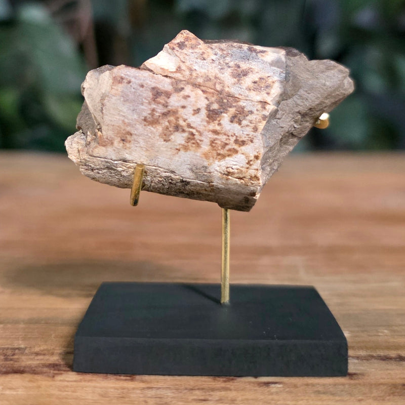 Tyrannosaurus Rex Bone Fragment K