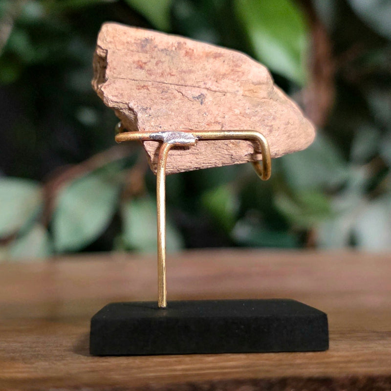 Tyrannosaurus Rex Bone Fragment M