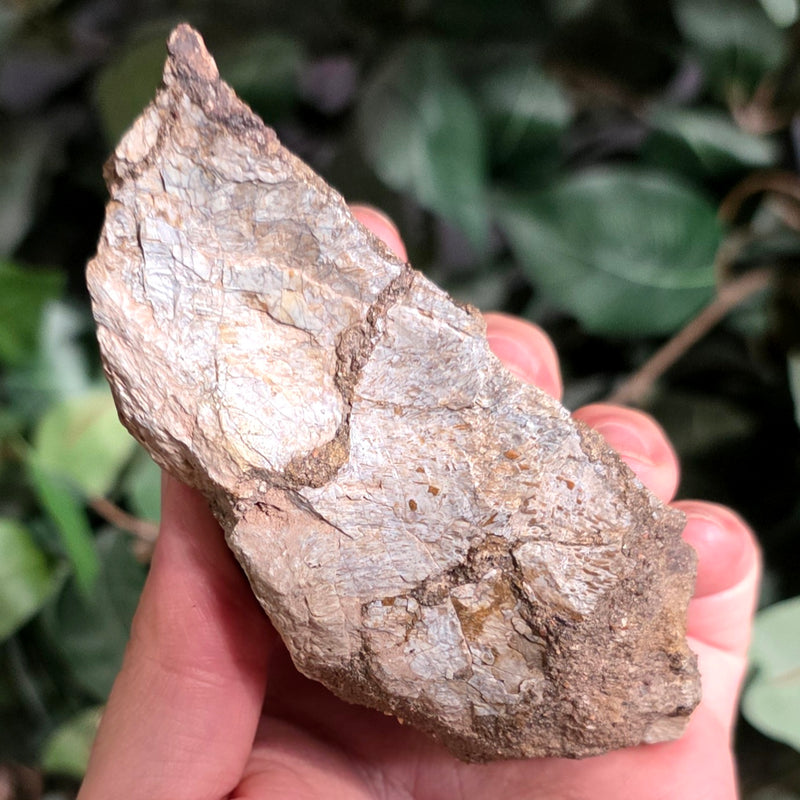 Allosaurus Bone Fragment L