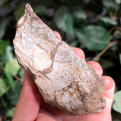 Allosaurus Bone Fragment L
