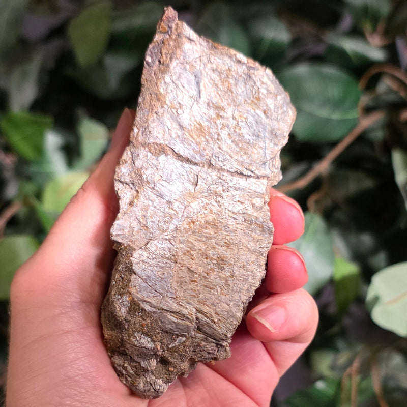 Allosaurus Bone Fragment L