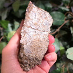 Allosaurus Bone Fragment L