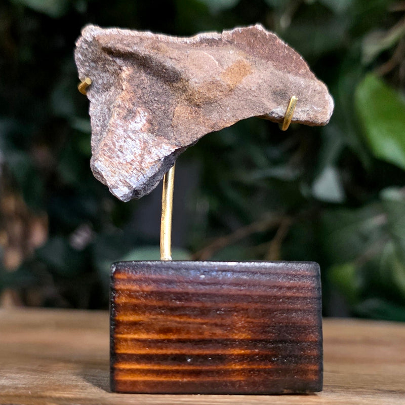 Allosaurus Bone Fragment O