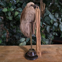 Sloth Shrunken Head (Ex-Museum)