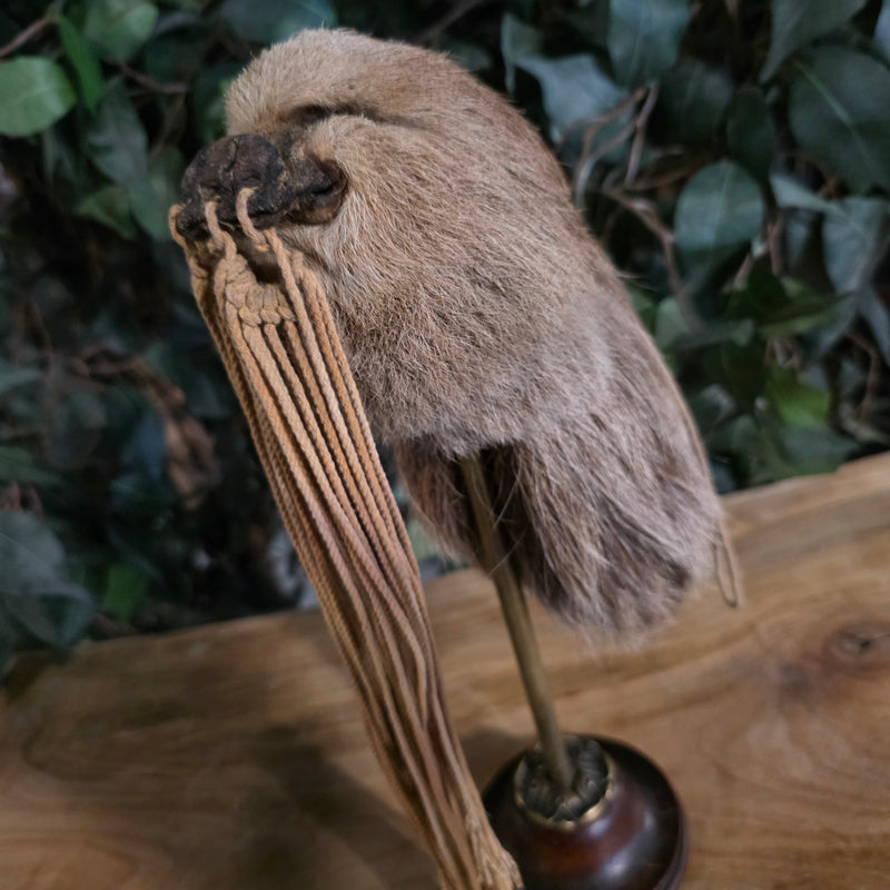 Sloth Shrunken Head (Ex-Museum)