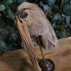 Sloth Shrunken Head (Ex-Museum)