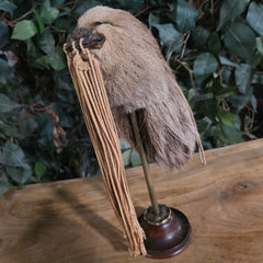 Sloth Shrunken Head (Ex-Museum)