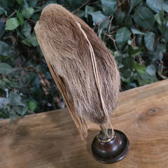 Sloth Shrunken Head (Ex-Museum)