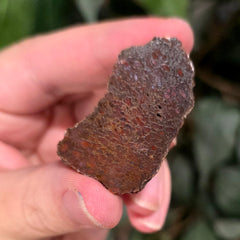 Polished Dinosaur Bone, M (1.5
