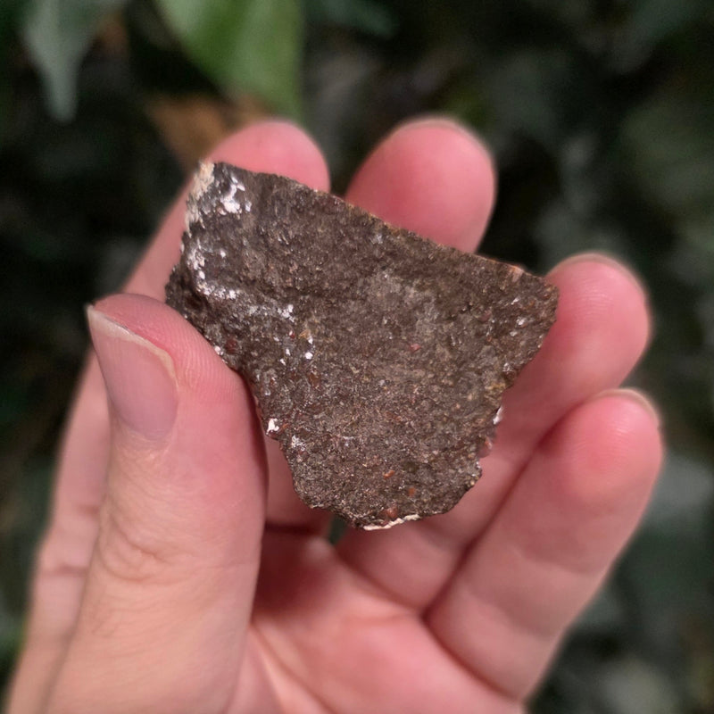 Polished Dinosaur Bone, M (1.5")