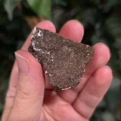 Polished Dinosaur Bone, M (1.5