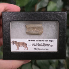 Dinictis Sabertooth Bone, Framed B