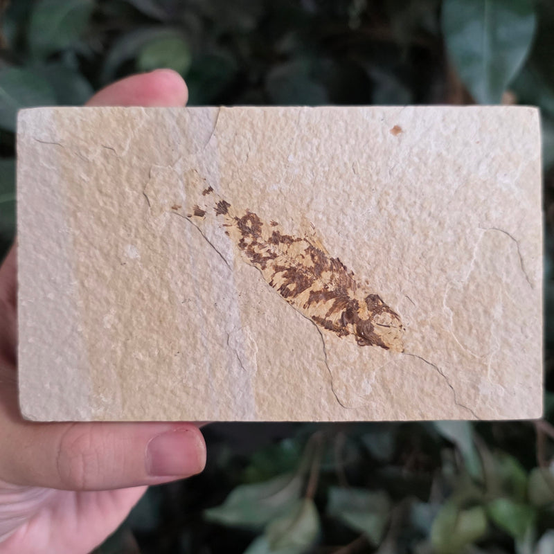 Fossil Knightia Fish, A