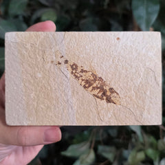 Fossil Knightia Fish, A