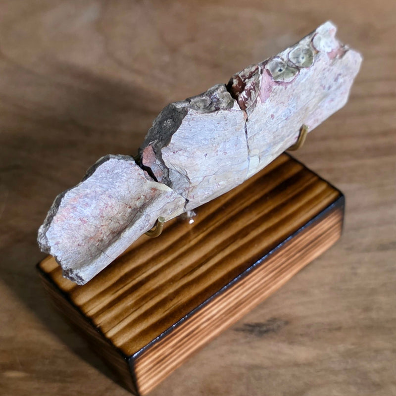 Hoplophoneus Sabertooth Jaw Bone B, On Stand