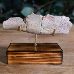 Hoplophoneus Sabertooth Jaw Bone B, On Stand