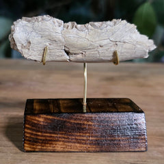 Hoplophoneus Sabertooth Jaw Bone C, On Stand