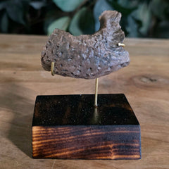 Alligator Skull, Fossil J