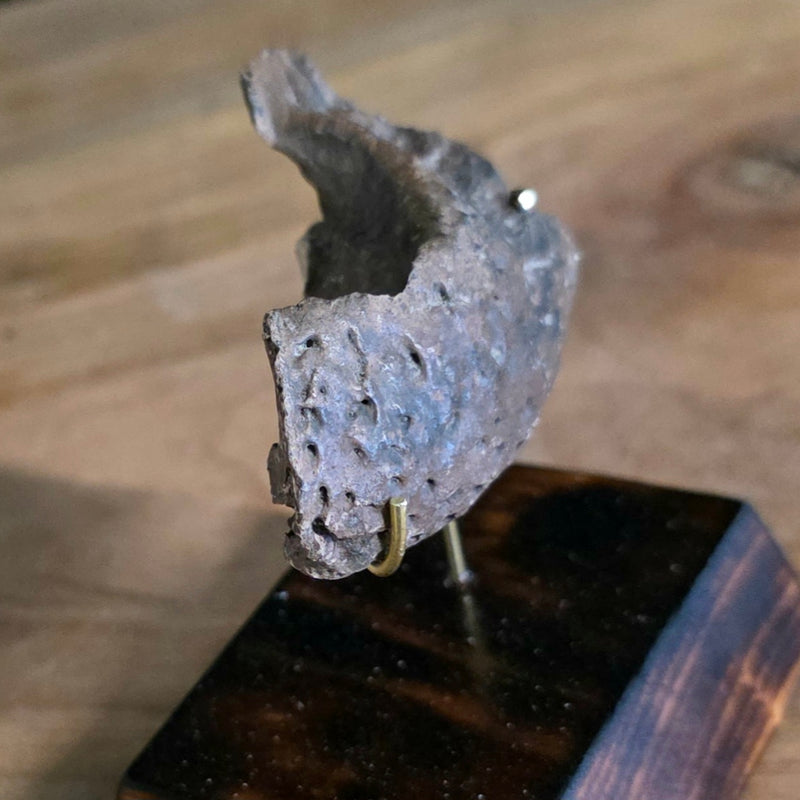 Alligator Skull, Fossil J