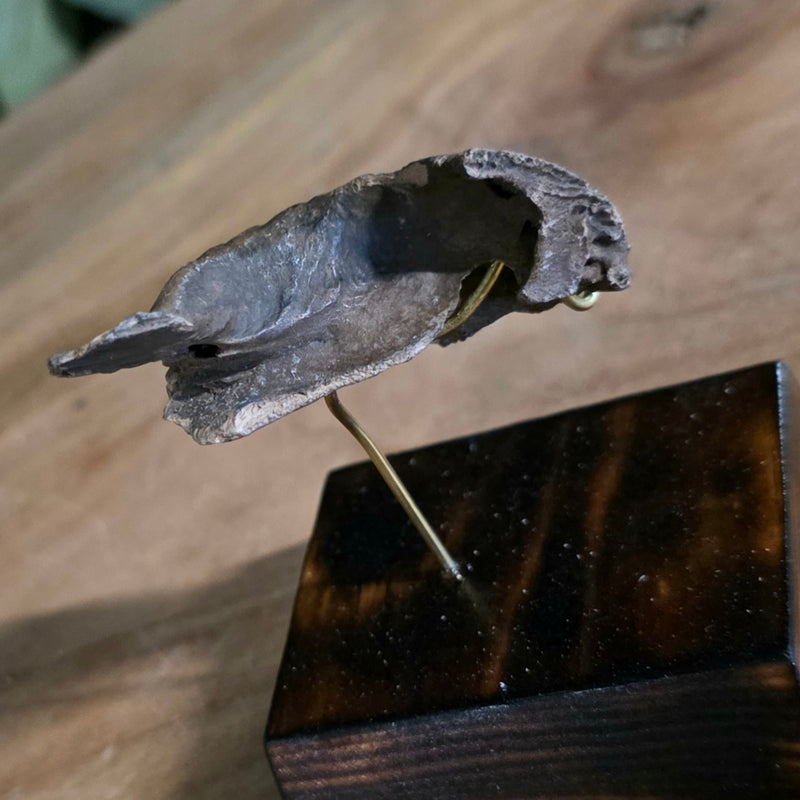 Alligator Skull, Fossil J