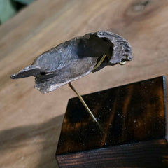 Alligator Skull, Fossil J