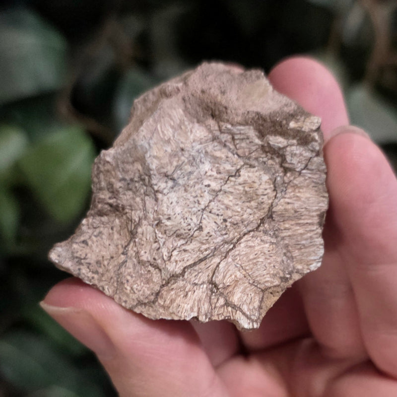 Allosaurus Bone Fragment P