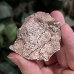 Allosaurus Bone Fragment P