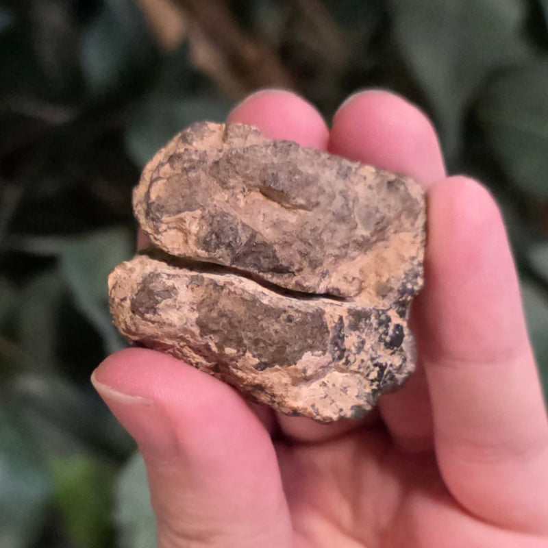 NWA Meteorite, On Stand F (40g)