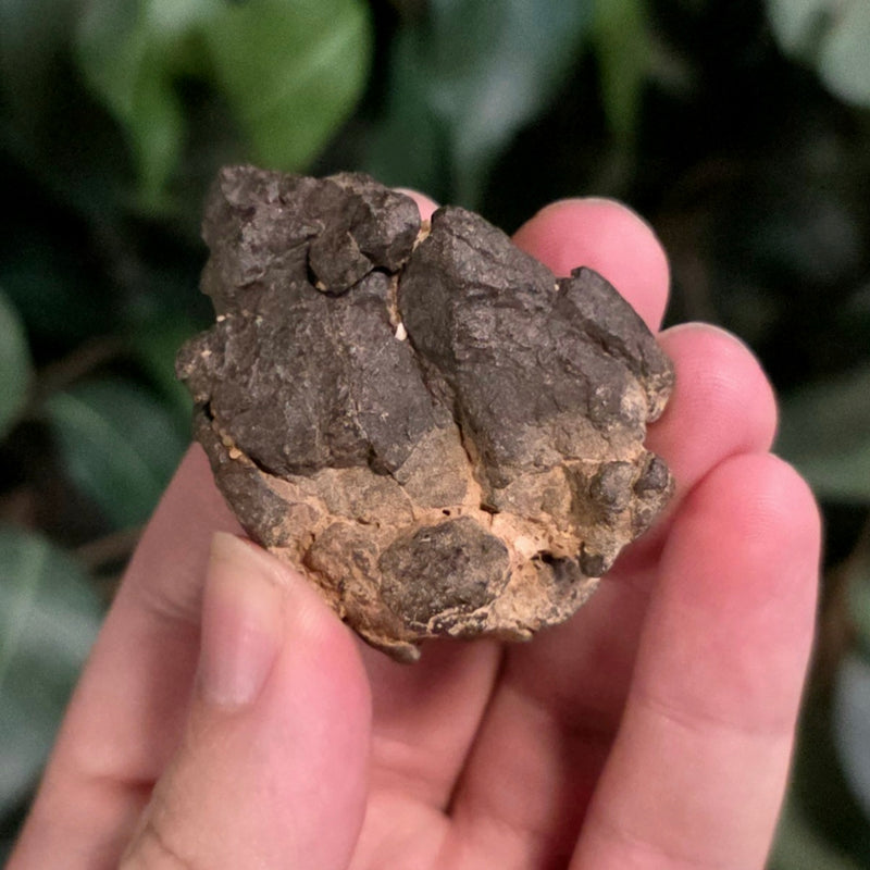 NWA Meteorite, On Stand G (53g)